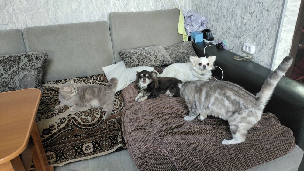 шотландские котята