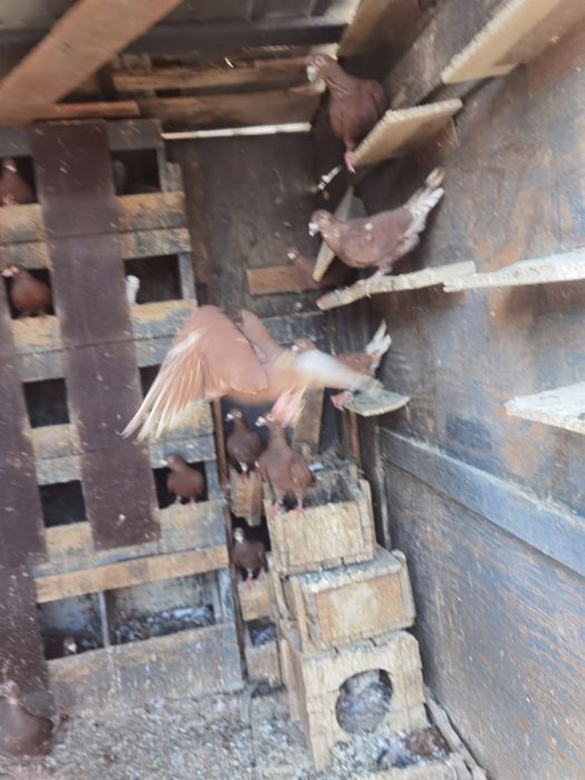 Porumbei roși de București și Simi