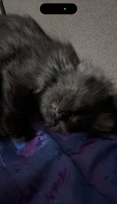 Отдам даром котёнка в добрые руки