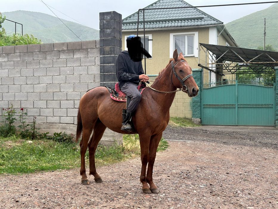 Донен сатылад    .