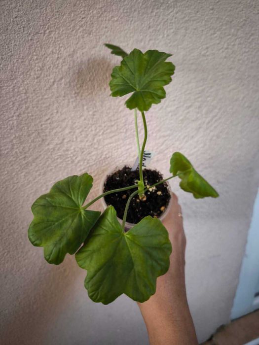 Различни цветя: сортови мушката, каланхоета и др.