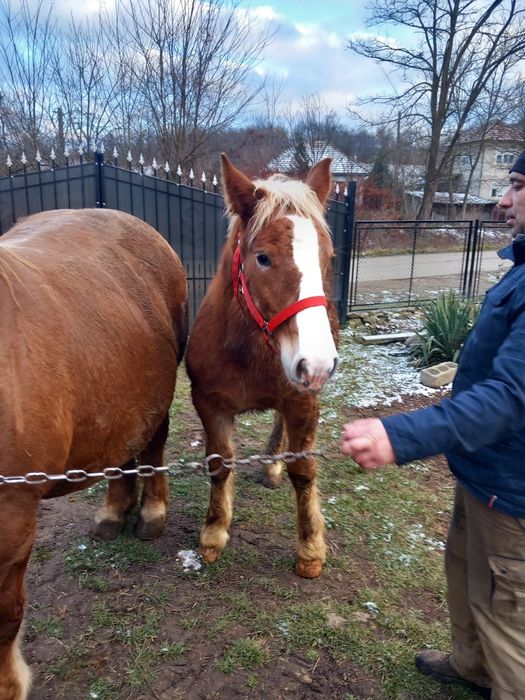 Vând mânz de 7 lunii