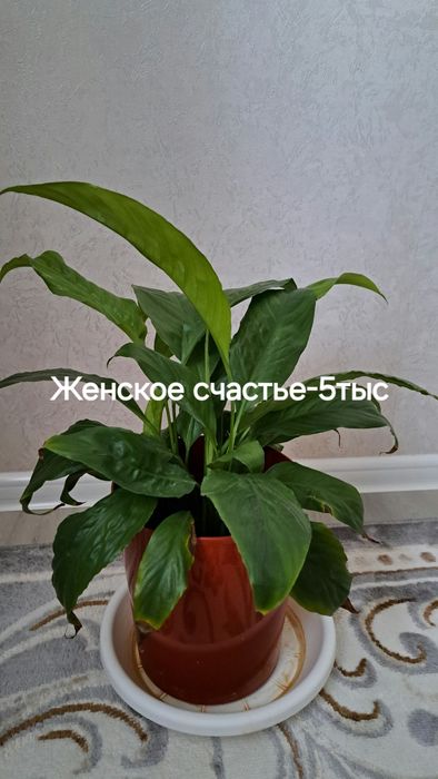 Молочай,Женское счастье, Диффенбахия, Пелея,Аглаонема