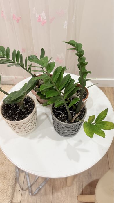 Продам фикус и замиакулька