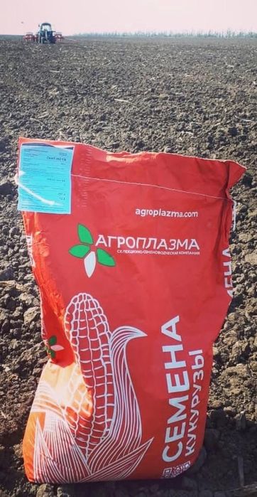 Семена кукурузы максима , гибрид кукурузы