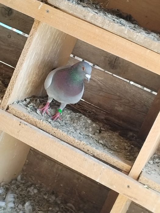 Vand porumbei Voiajori.