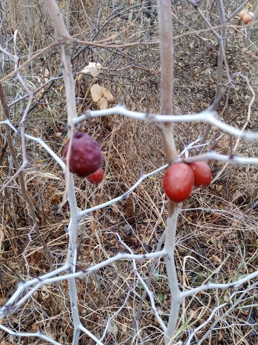 Chilonjiyda koʻchati