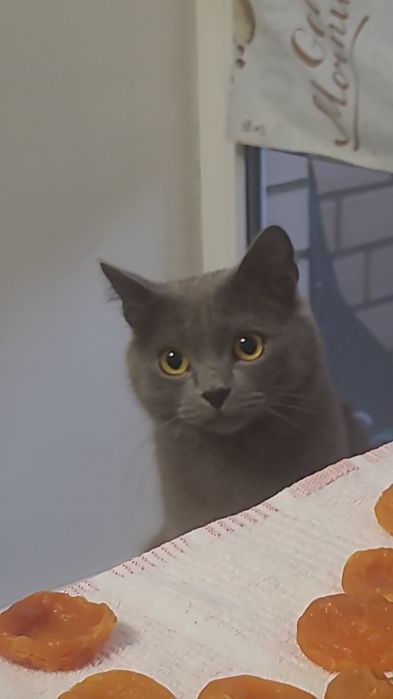 Отдам кота в добрые руки