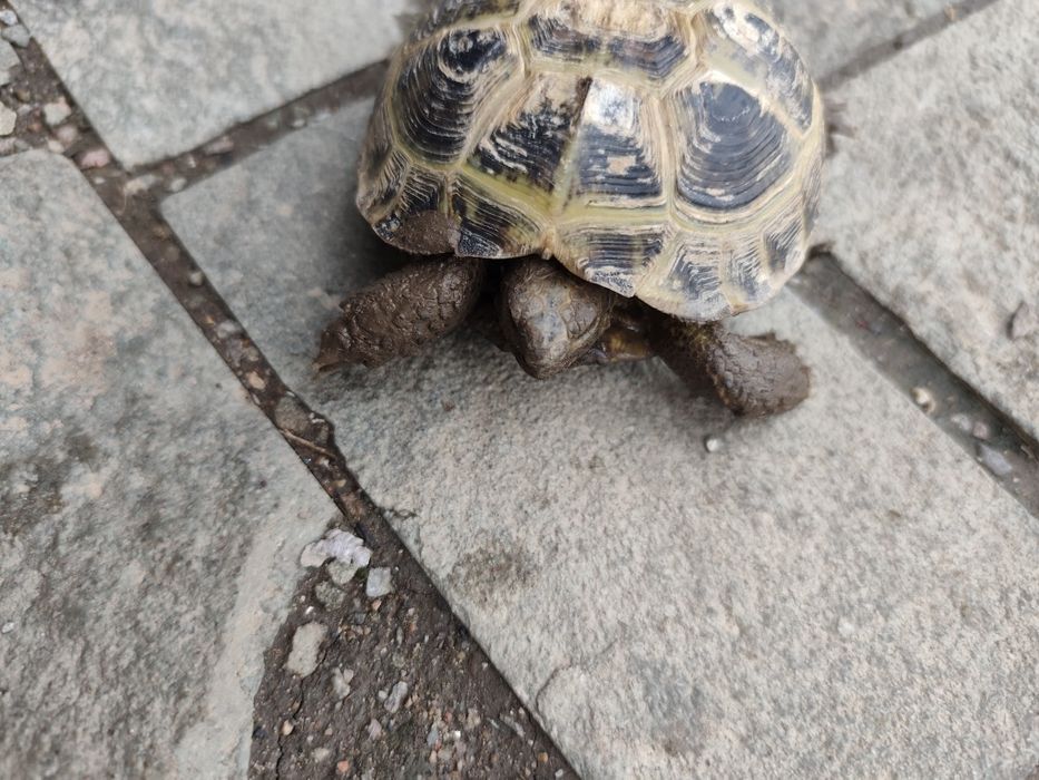 Сухопутная черепашка