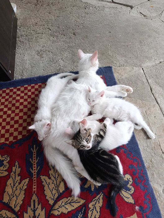Котета на 7 седмици