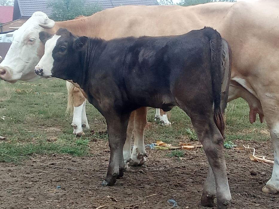 Vând vițeii sugarii