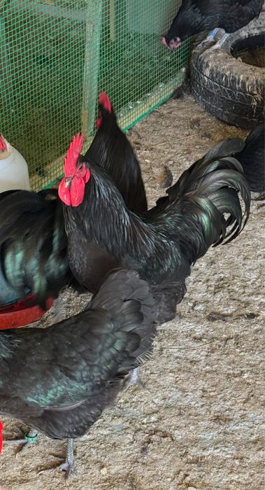 Cocoși Australorp