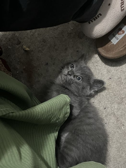 Котята мальчики продам