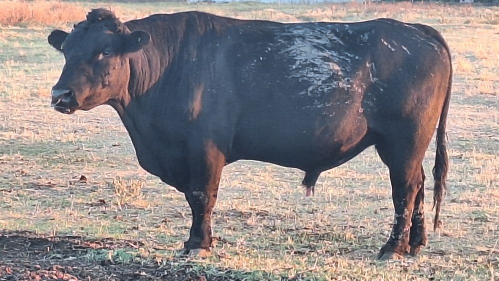 Vand taur angus cu acte