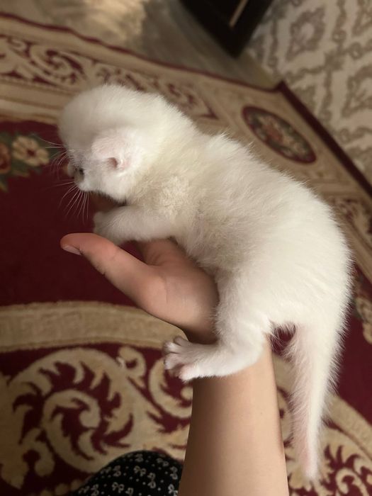 котяты турк ангоры