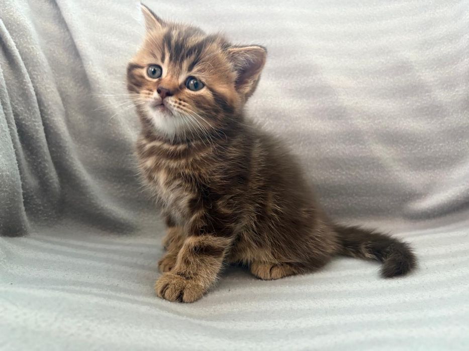 Продам котят британской породы