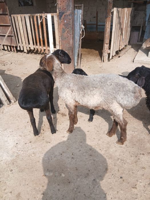 Семиз қойлар сатылады