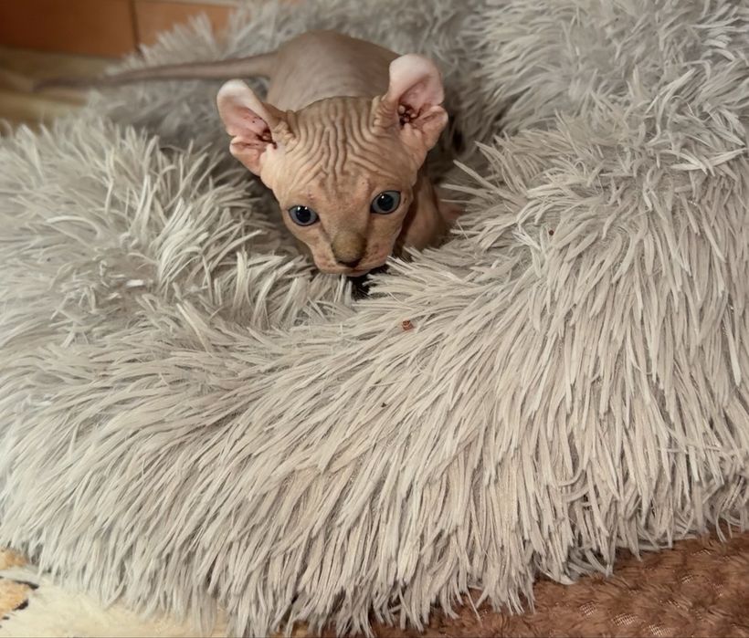 Продажа котят эльф сфинкс
