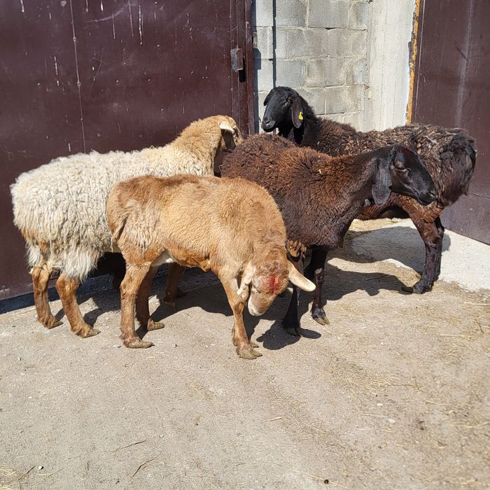 Продам 4 головы Арашан маток