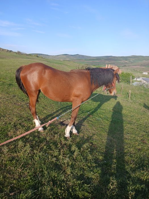 Vad manza de 1si 6 luni