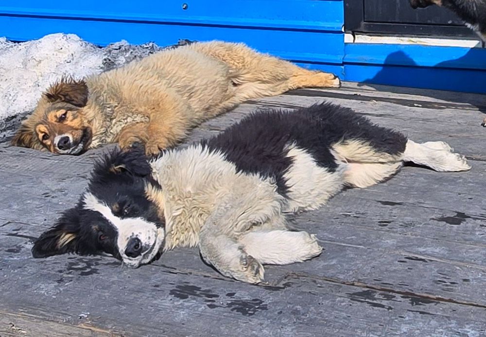 Собака щенок девочка 3 месяца