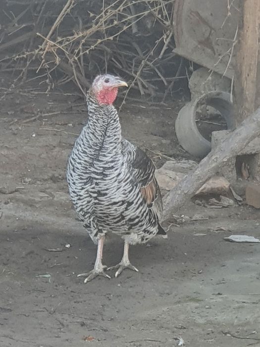 Induk mokiyon sotiladi