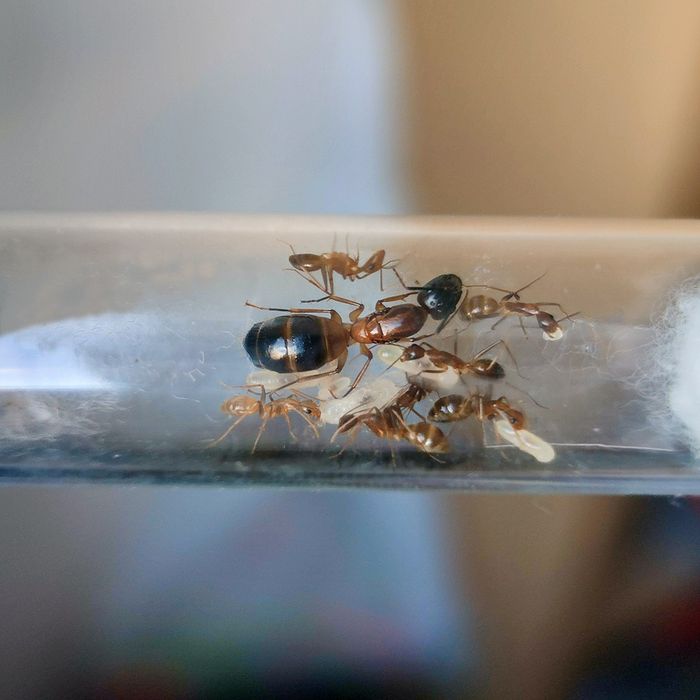 Муравьи Camponotus Pseudoirritans