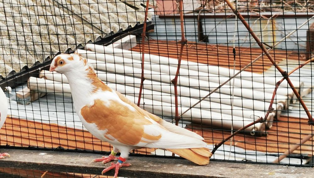 Porumbei jucatori galateni