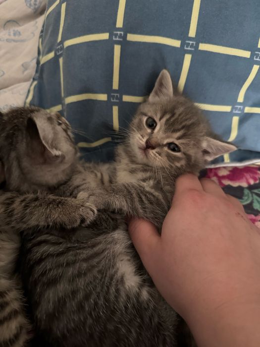 Отдам котят в хорошие руки