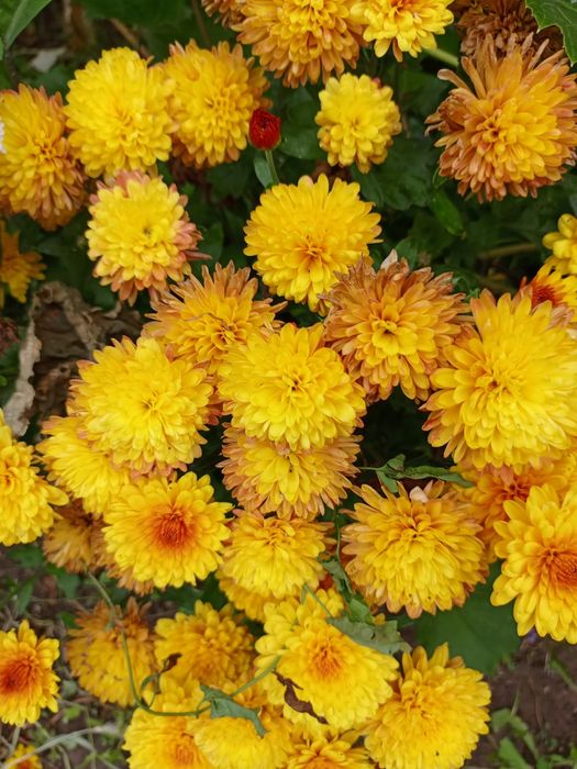 Хризантемы черенки