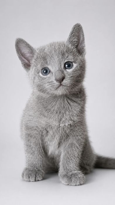 Элитные котята русской голубой