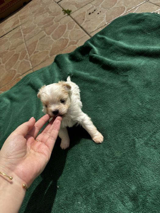 Bichon maltez talie foarte mica