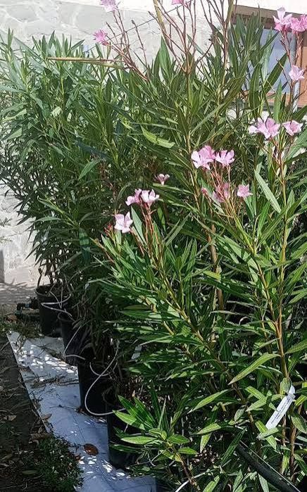 Leandru ( avem toate culorile in stoc )