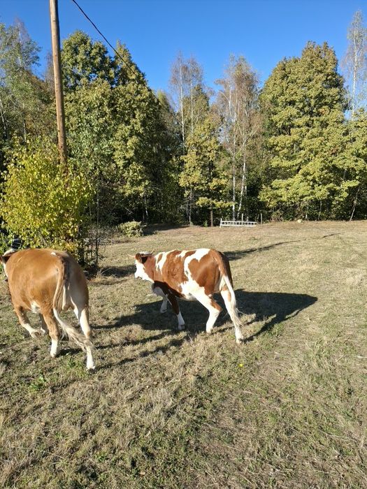 Vand 2 juninci gestante