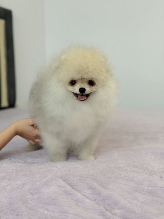 Baietel pomeranian mini/toy!