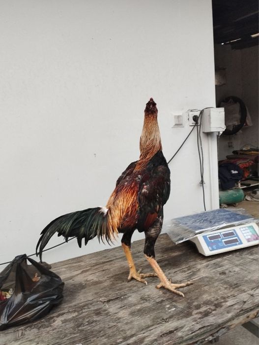 Dakang xuroz  toza Saman sotiladi.500ming