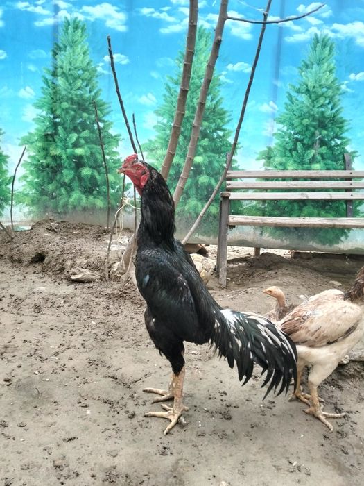 Yahshi urushadgan zotdor xóroz