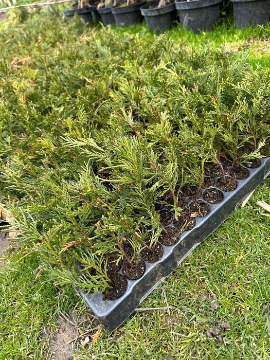 Butasi Leylandi altoi/ răsad plante/ puieți plante ornamentale/ tuia