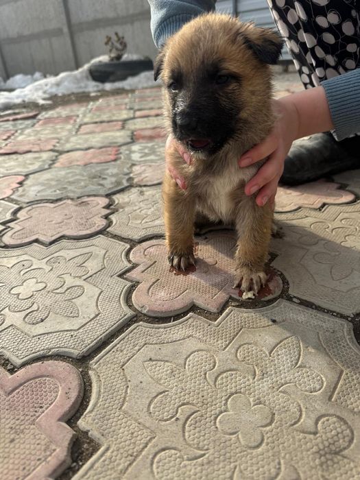 Отдам в добрые руки