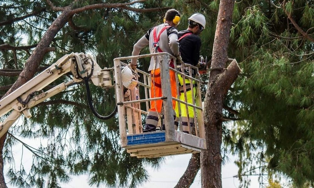 Спил деревьев!!!