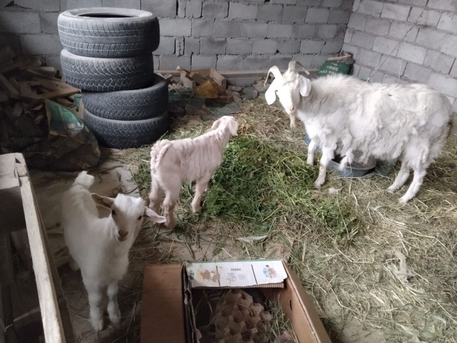 Ешкі лақтарымен сатылады