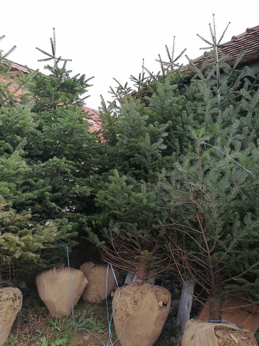 Tuia, Brazi, Mesteacăn, Tei, Platan, Paltin, Cedru, Prunus etc