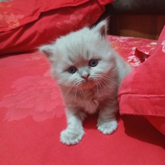 Mushuk sotiladii