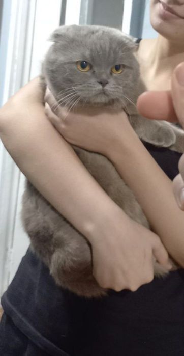 Zotdor Mushukcha , кошка