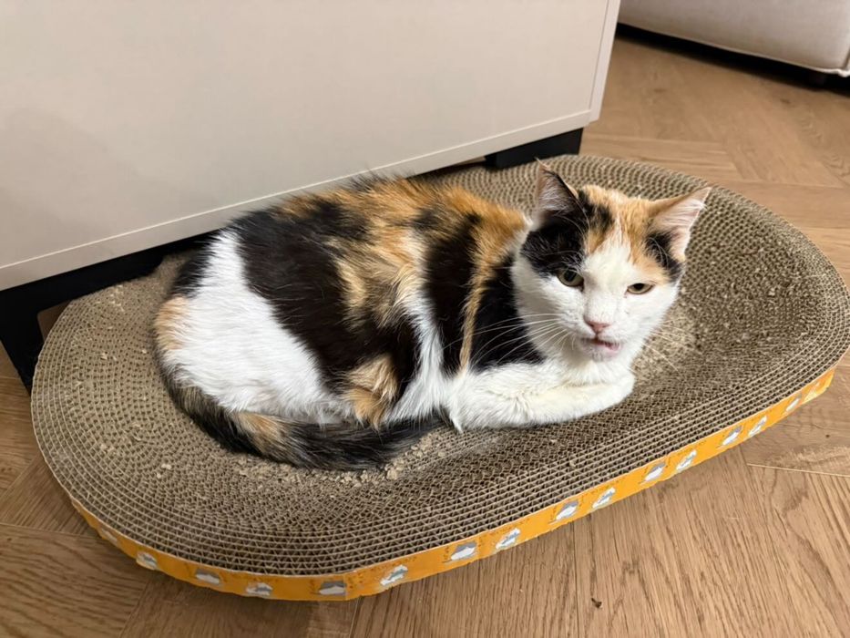Кошечка ищет дом!