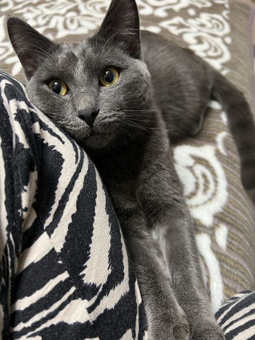 Пропал кот , помогите найти