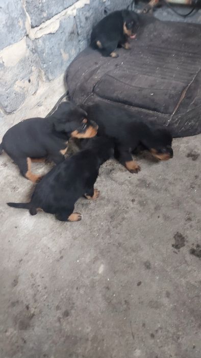 Продам щенка яктерьер