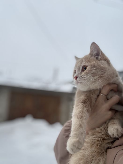 Отдам кошек в хорошие руки