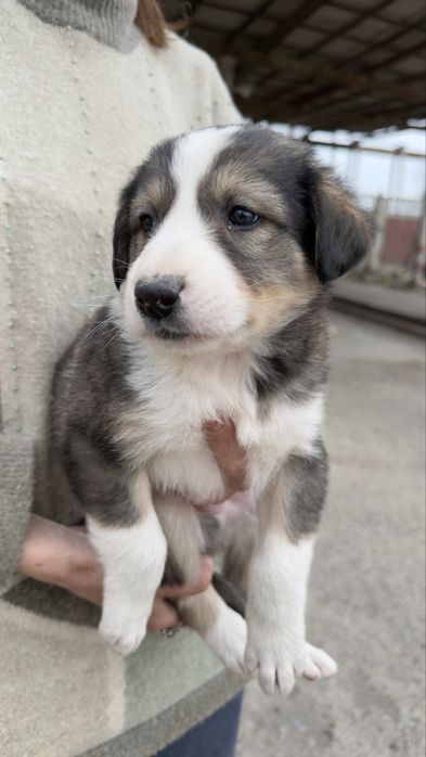 Отдам щенят в хорошие руки