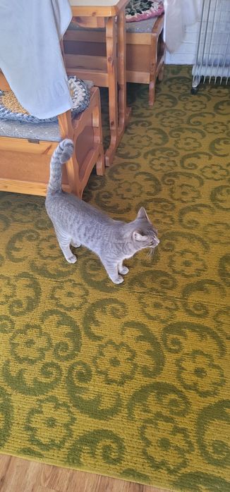 Отдадим кота в хорошие руки, кот находится в Янгиюле